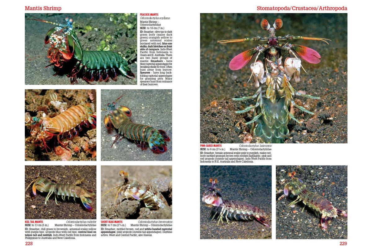 Reef Creature Identification Tropical Pacific