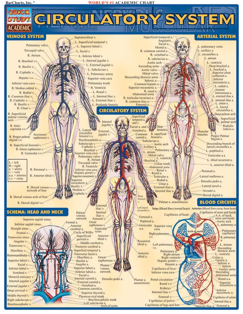 Circulatory System (Quick Study Academic)