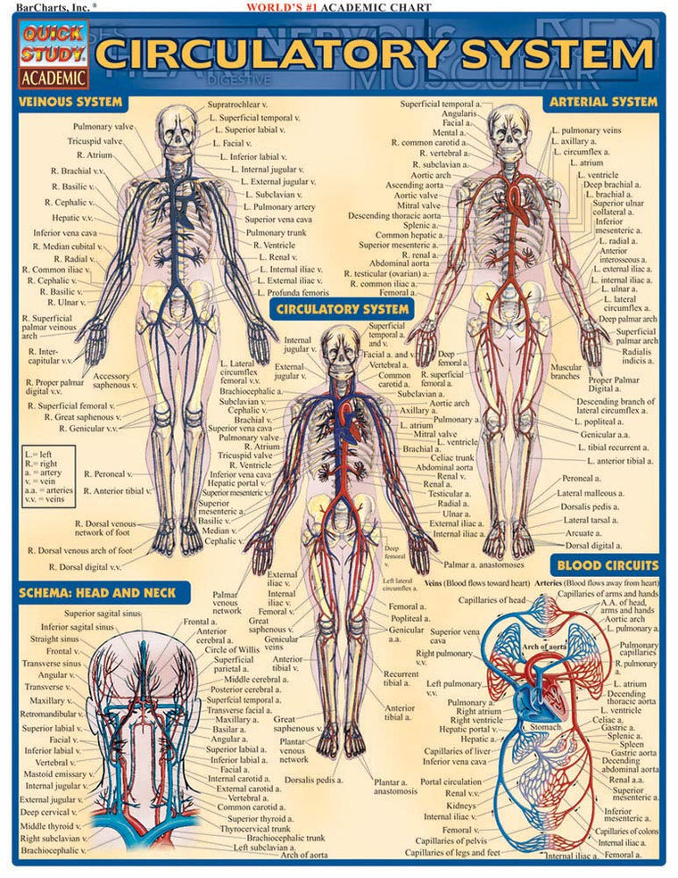 Circulatory System (Quick Study Academic)