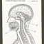 Anatomy Color-in Flash Cards: Ultimate 2-in-1 Learning Tool