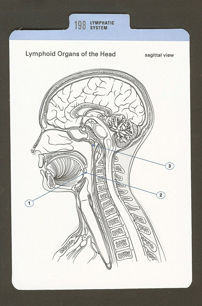 Anatomy Color-in Flash Cards: Ultimate 2-in-1 Learning Tool