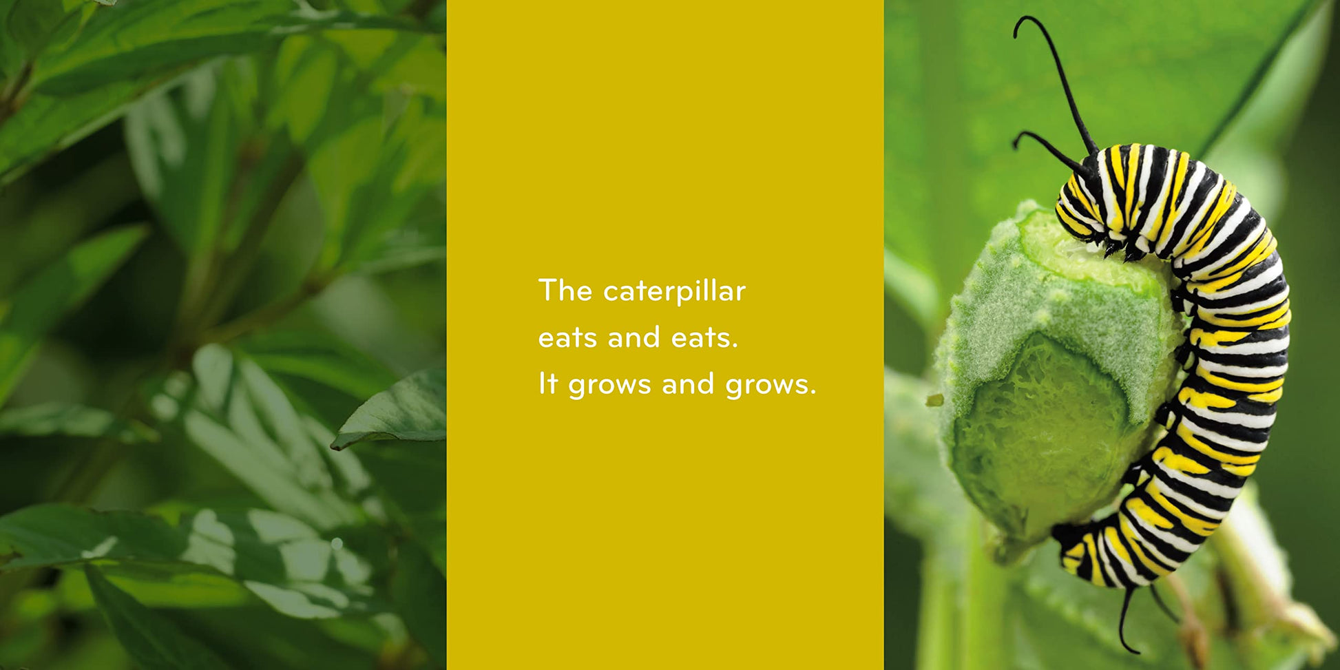 Caterpillar to Butterfly (Science for Toddlers)
