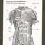 Anatomy Color-in Flash Cards: Ultimate 2-in-1 Learning Tool
