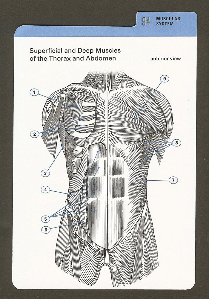 Anatomy Color-in Flash Cards: Ultimate 2-in-1 Learning Tool