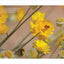 The Humane Gardener: Nurturing a Backyard Habitat for Wildlife (How to Create a Sustainable and Ethical Garden that Promotes Native Wildlife, Plants, and Biodiversity)