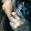 Primate Psychology
