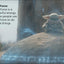 DK Super Readers Level 1 Star Wars Grogu's Galaxy: Meet Mando's New Friend!