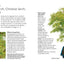 The Bonsai Beginner's Bible