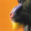 Thinking with Animals: New Perspectives on Anthropomorphism