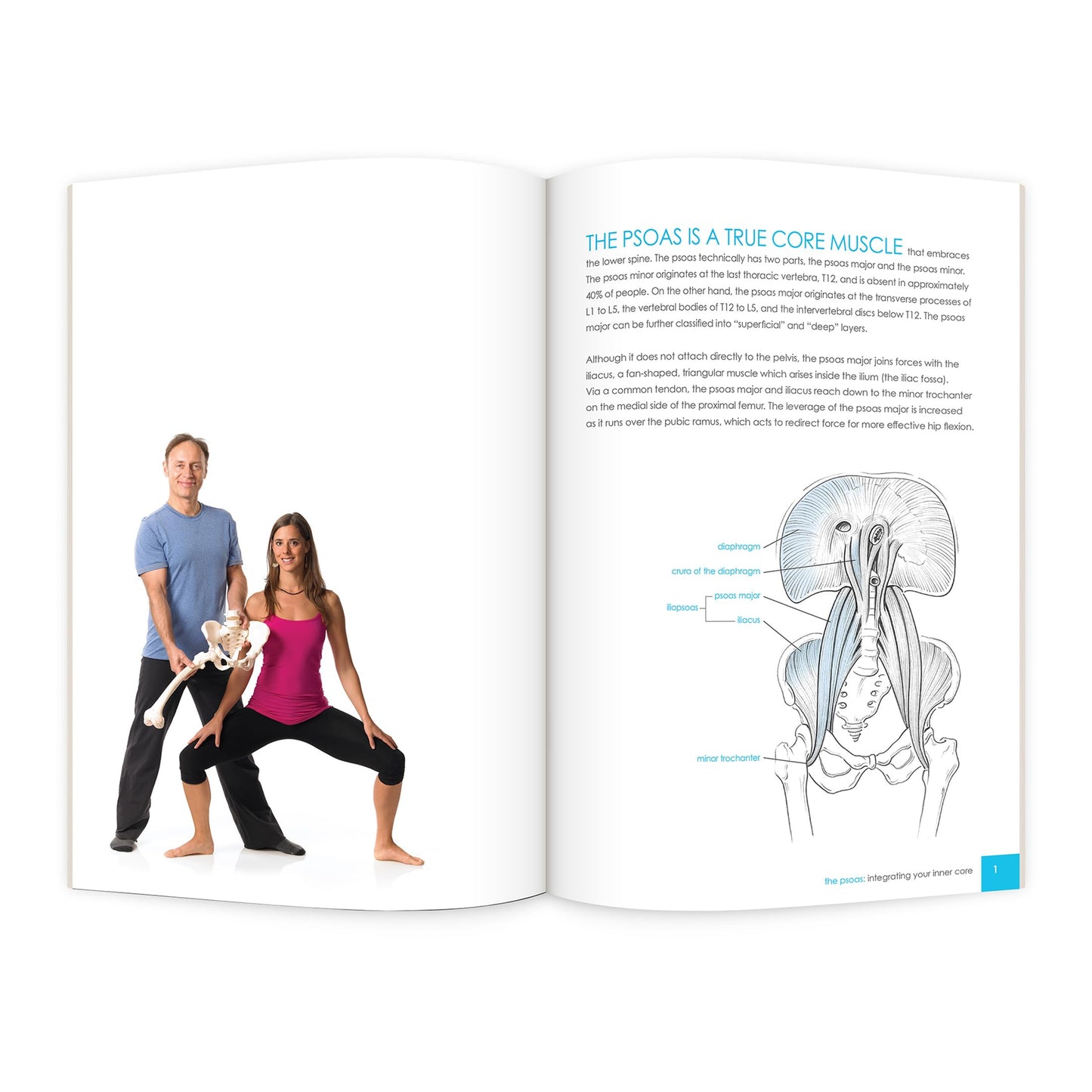 The PSOAS: Integrating Your Inner Core