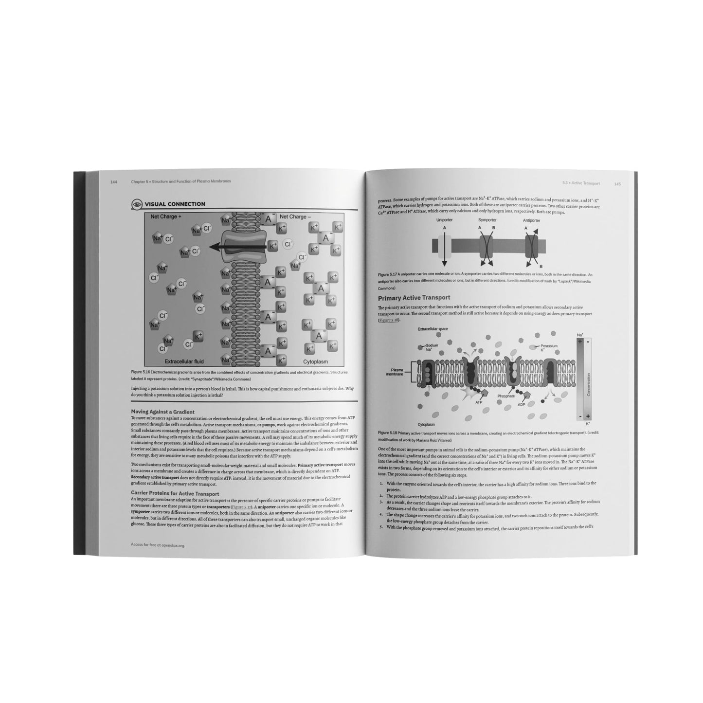 Biology 2e by OpenStax (paperback version, B&W)