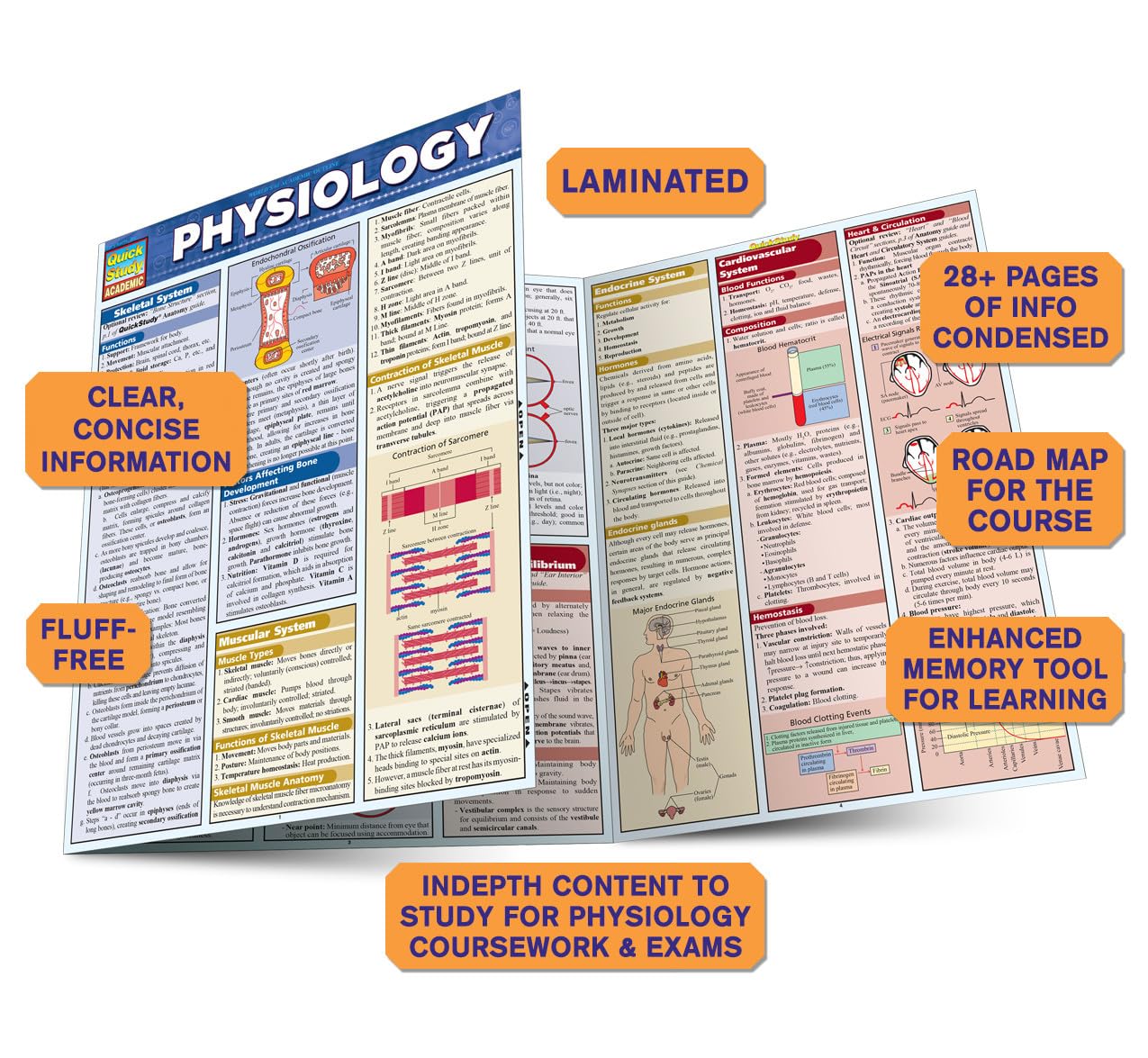Physiology: QuickStudy Laminated Reference Guide (QuickStudy Academic)