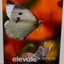 ELEVATE ELEMENTARY SCIENCE 2019 STUDENT EDITION GRADE 2