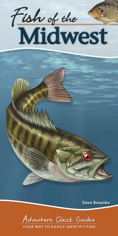 Fish of the Midwest: Your Way to Easily Identify Fish (Adventure Quick Guides)