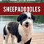 The Complete Guide to Sheepadoodles: Finding, Raising, Training, Feeding, Socializing, and Loving Your New Sheepadoodle Puppy