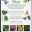 What Plant Where by Lancaster, Roy