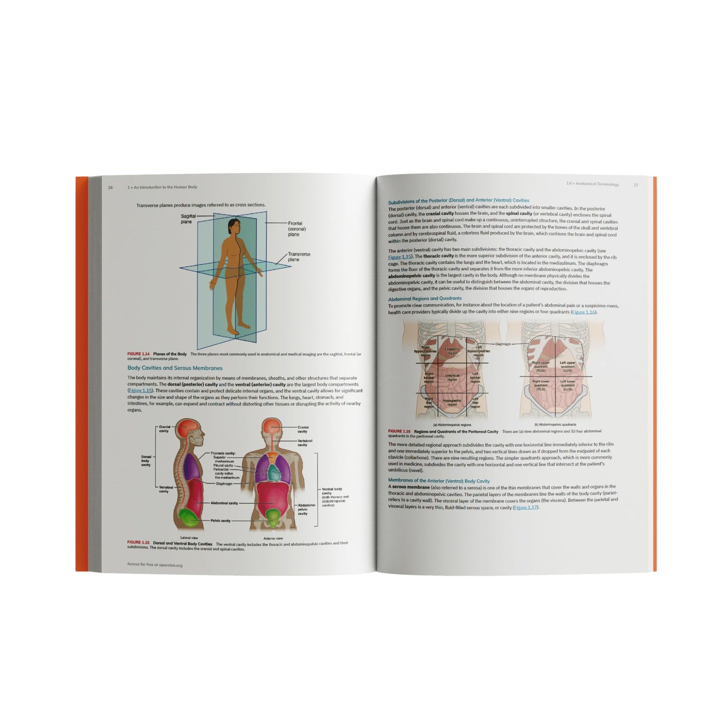 Anatomy and Physiology 2e: Official OpenStax [hardcover; full-color]