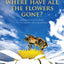 Where Have All the Flowers Gone: Restoring Wildflowers to the Garden and Countryside