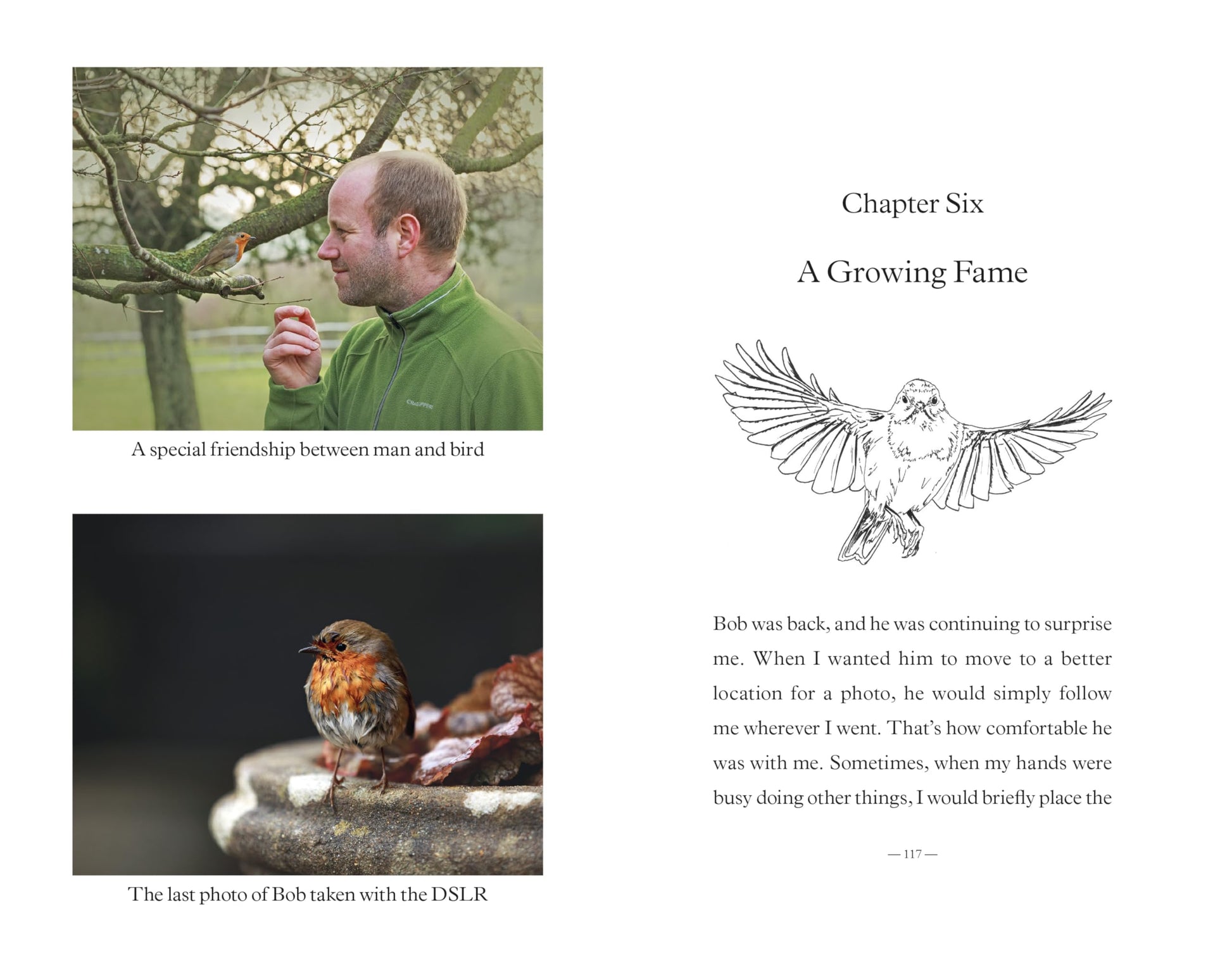 Bob the Robin: A love letter to Britains favourite bird