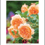 David Austin's English Roses