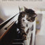 George Winston - Easy Piano Sheet Music Collection