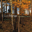 Eliot Porter: In the Realm of Nature