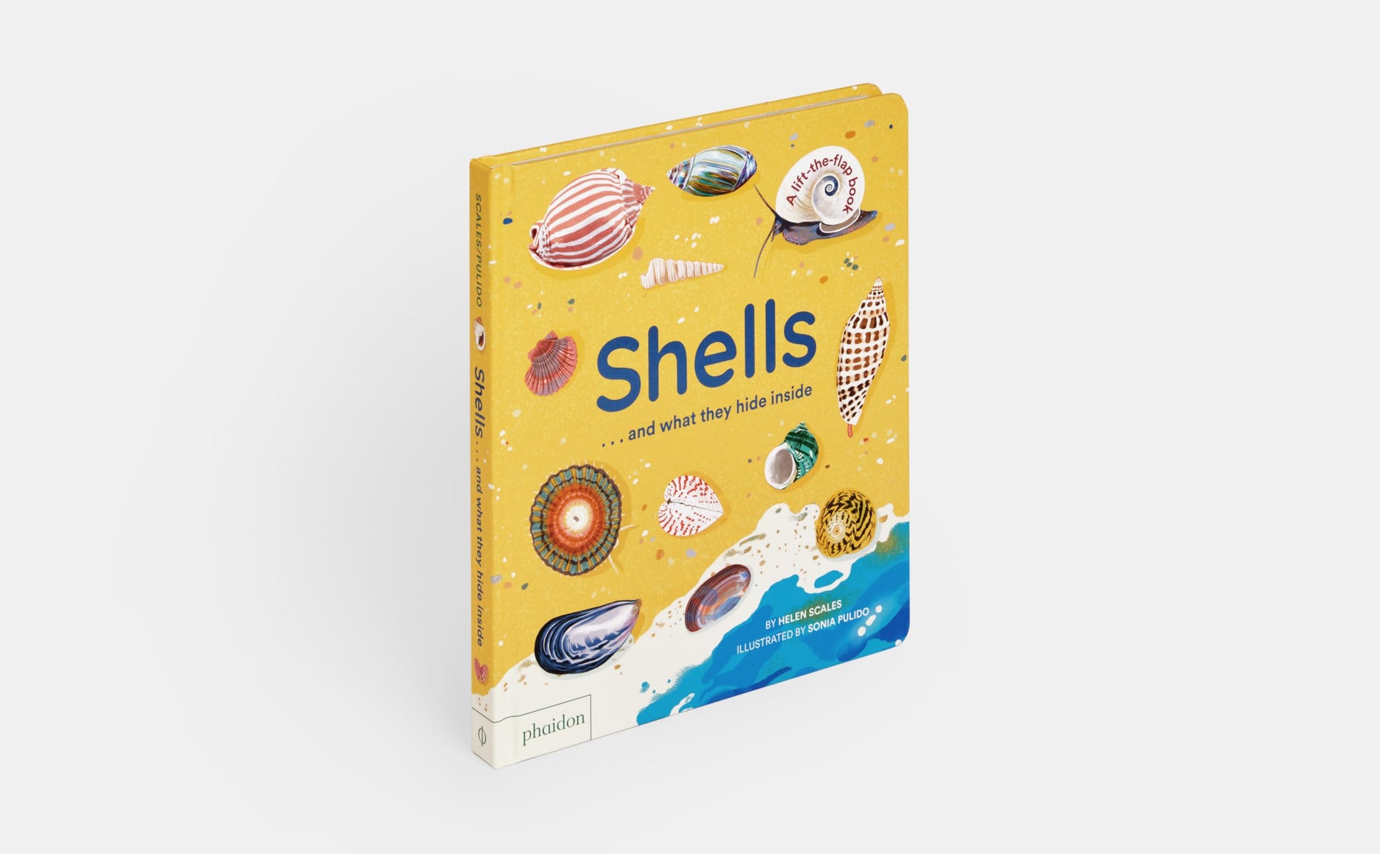 Shells... and what they hide inside: A Lift-the-Flap Adventure