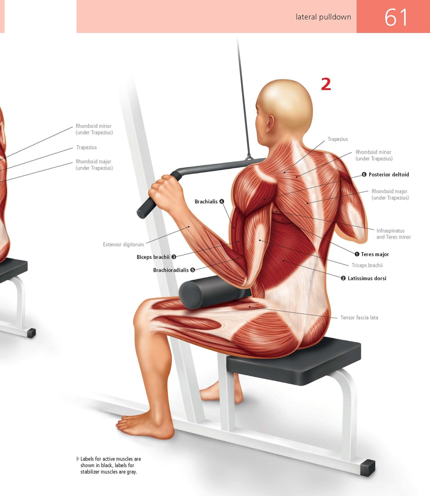 Student's Anatomy of Exercise Manual: 50 Essential Exercises Including Weights, Stretches, and Cardio