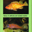 Fishes of California and Western Mexico (PACIFIC MARINE FISH