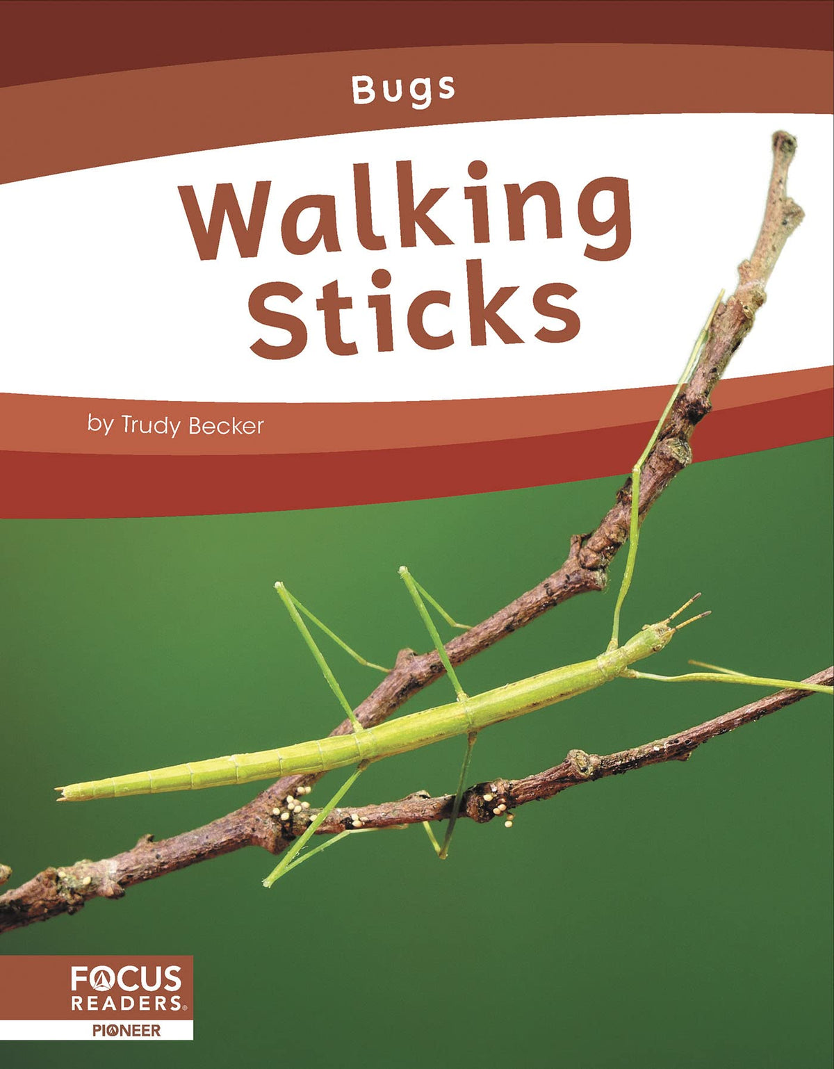 Walking Sticks (Bugs)