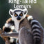 Ring-Tailed Lemurs (Elementary Explorers)