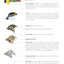 Photo Guide to Birds of Costa Rica (Zona Tropical Publications)