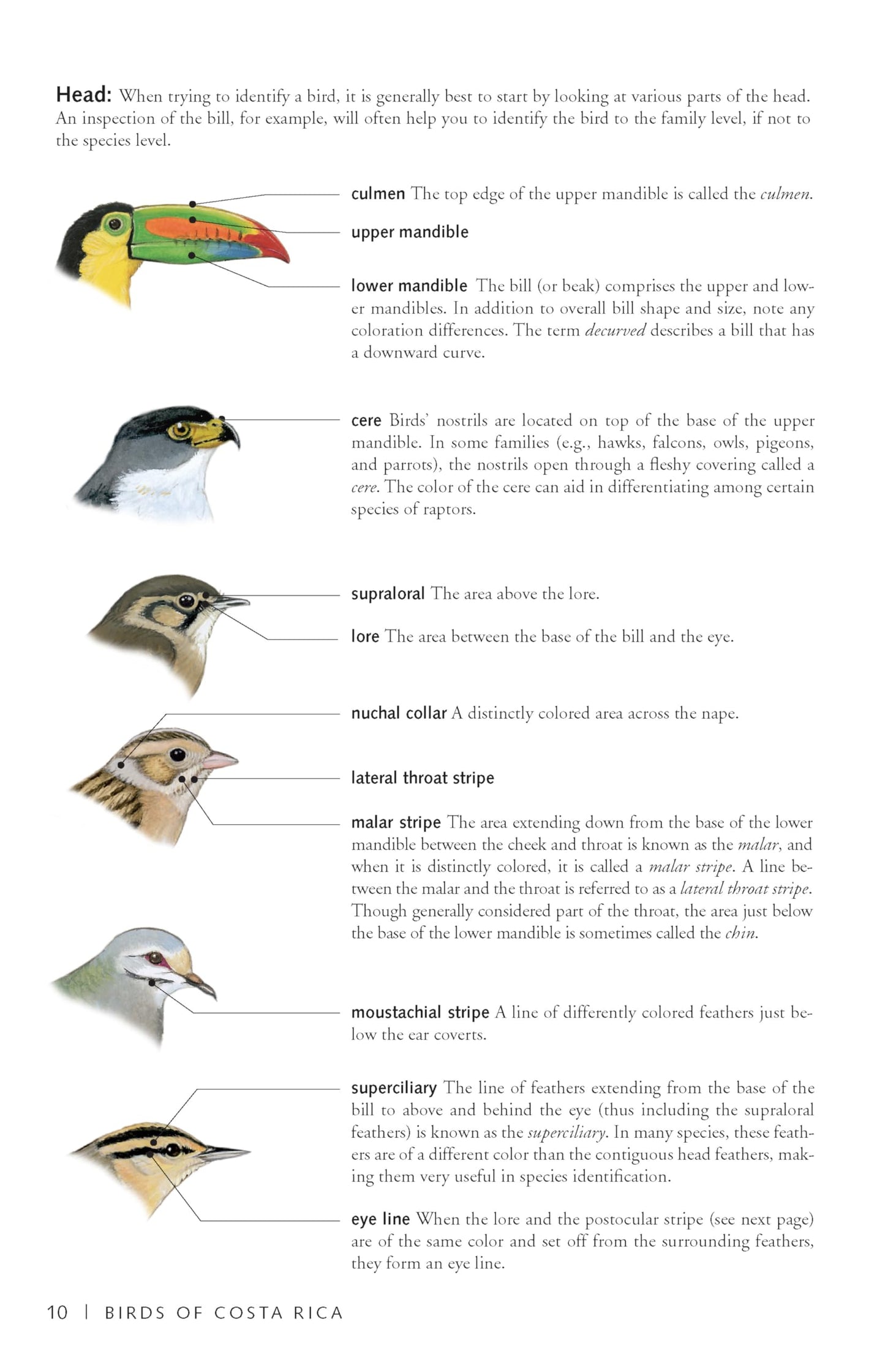 Photo Guide to Birds of Costa Rica (Zona Tropical Publications)