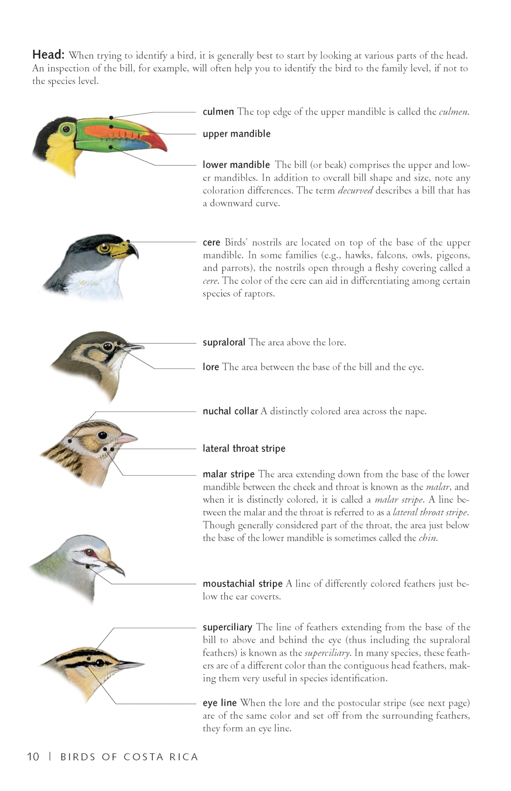 Photo Guide to Birds of Costa Rica (Zona Tropical Publications)