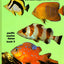 Fishes of California and Western Mexico (PACIFIC MARINE FISH