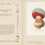 Mushroom Botanical Art