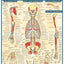 Muscular Origins & Insertions (Quick Study Academic)