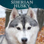 Siberian Husky (Doglife Series)