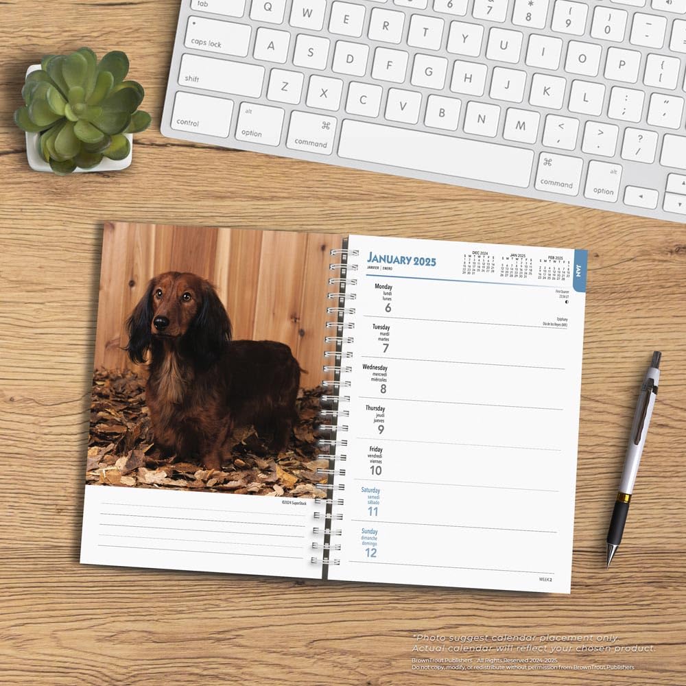 Dachshunds  2025 6 x 7.75 Inch Spiral-Bound Wire-O Weekly Engagement Planner Calendar  New Full-Color Image Every Week  BrownTrout  Animals Dog Breeds Pets