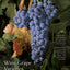 Wine Grape Varieties in California
