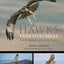 Hawks from Every Angle: How to Identify Raptors In Flight