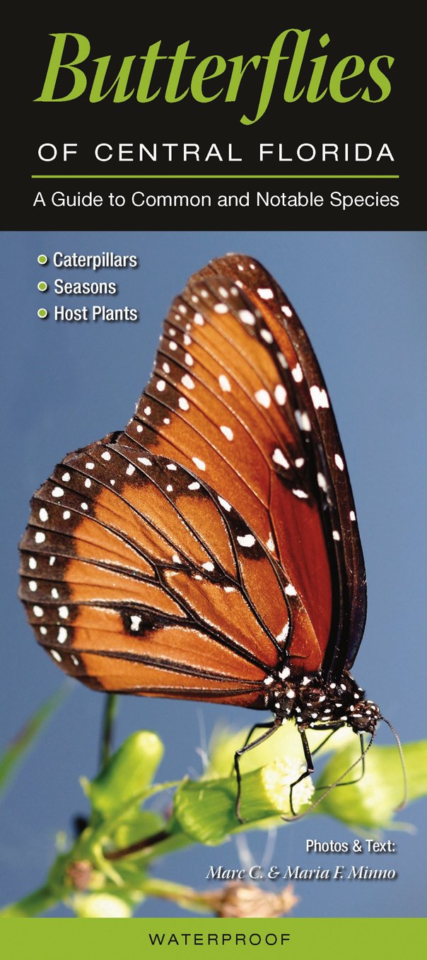 Butterflies of Central Florida: A Guide to Common & Notable Species