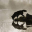 Wolves and the Wolf Myth in American Literature