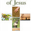 Parables of Jesus: 39 Stories Jesus Told