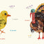 Birds (Multilingual Board Book) (Words of the World Series)