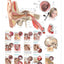 Middle Ear Conditions Anatomical Chart by Anatomical Chart C