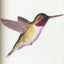 Painter's Quick Reference Birds & Butterflies