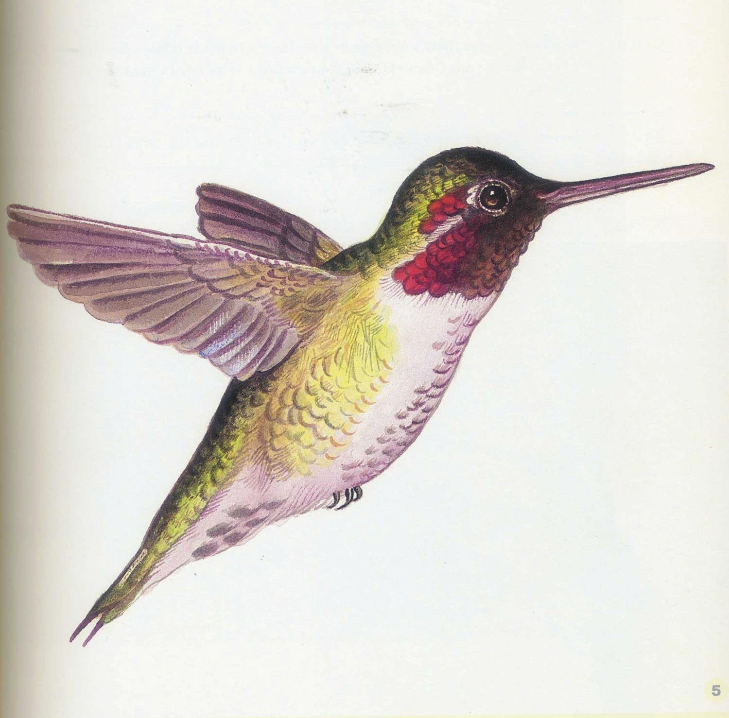 Painter's Quick Reference Birds & Butterflies