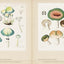 Mushroom Botanical Art