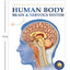 Human Body - Brain And Nervous System: Knowledge Encyclopedia For Children